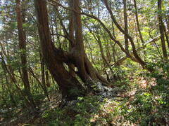 Cryptomeria japonica