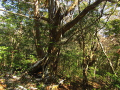 Cryptomeria japonica