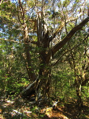 Cryptomeria japonica