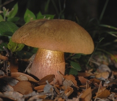 Suillellus mendax