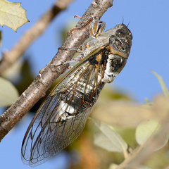 Lyristes plebejus