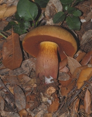 Suillellus mendax