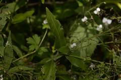 Aneilema acuminatum