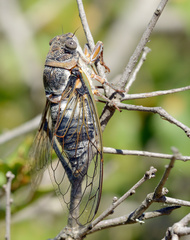 Lyristes plebejus