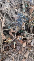 Kalanchoe garambiensis