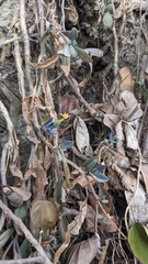 Kalanchoe garambiensis