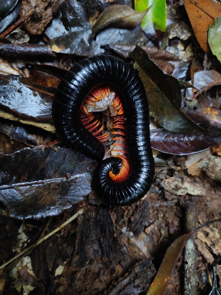 Alienostreptus