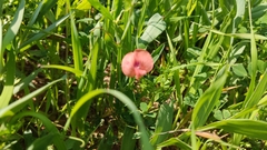 Lathyrus hierosolymitanus