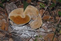 Fomitiporia erecta