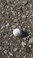 Helix pomatia