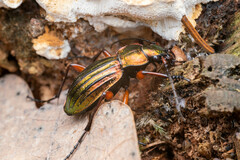 Carabus auronitens