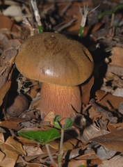 Suillellus mendax
