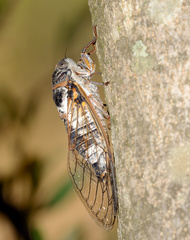 Lyristes plebejus
