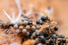 Myxomycetes