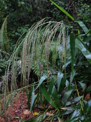 Thysanolaena
