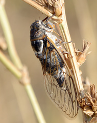 Lyristes plebejus