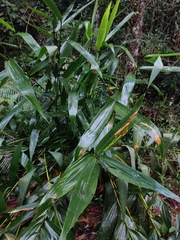 Thysanolaena