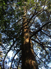 Cryptomeria japonica