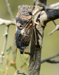 Lyristes plebejus