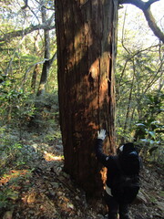 Cryptomeria japonica