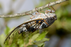 Lyristes plebejus