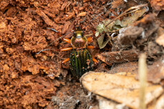 Carabus auronitens