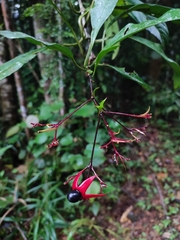Clerodendrum japonicum