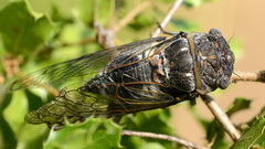 Lyristes plebejus