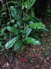 Clerodendrum japonicum