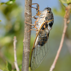 Lyristes plebejus