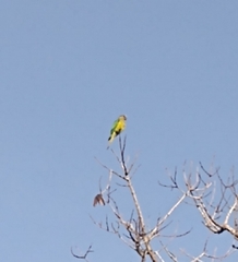 Eupsittula aurea