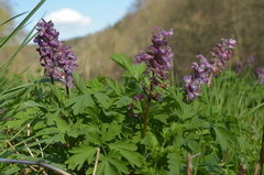 Corydalis cava