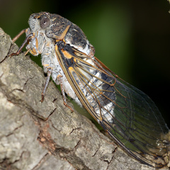 Lyristes plebejus