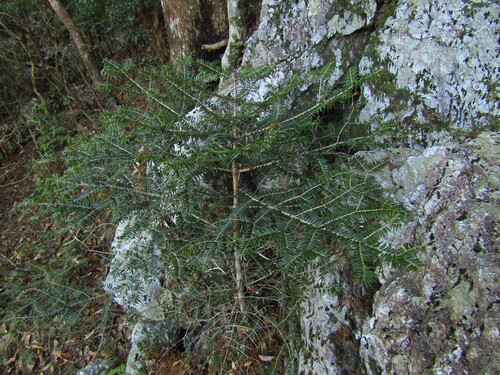 Image of Abies firma by (c) Samuele Papeschi, some rights reserved (CC BY)