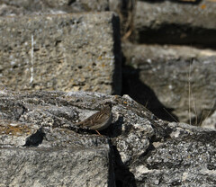 Lullula arborea