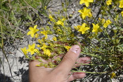 Linum ucranicum