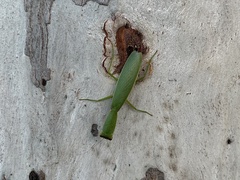 Orthodera