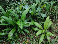 Molineria capitulata