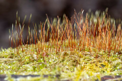 Herzogiella seligeri