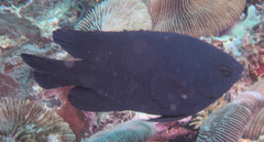 Neoglyphidodon melas