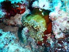 Heteractis magnifica