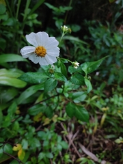 Bidens alba