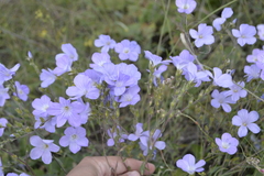 Linum hirsutum