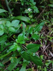 Bidens alba
