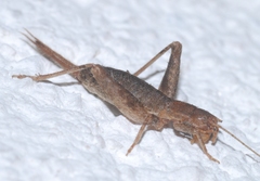 Arachnocephalus vestitus