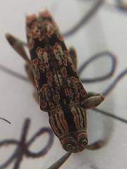 Colobothea rubroornata