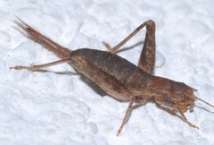 Arachnocephalus vestitus