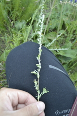 Artemisia austriaca