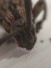 Colobothea rubroornata