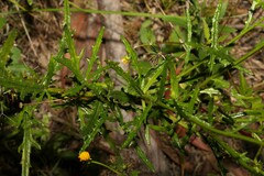 Senecio hispidulus